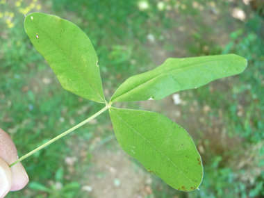 Feuilles alternes composées de 3 folioles ovales. Agrandir dans une nouvelle fenêtre (ou onglet)